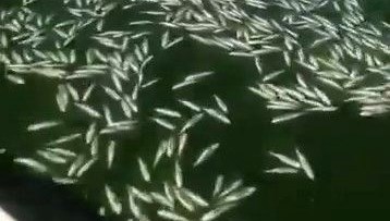 kahramanmarasta balik olumleri 8XHx7WcR