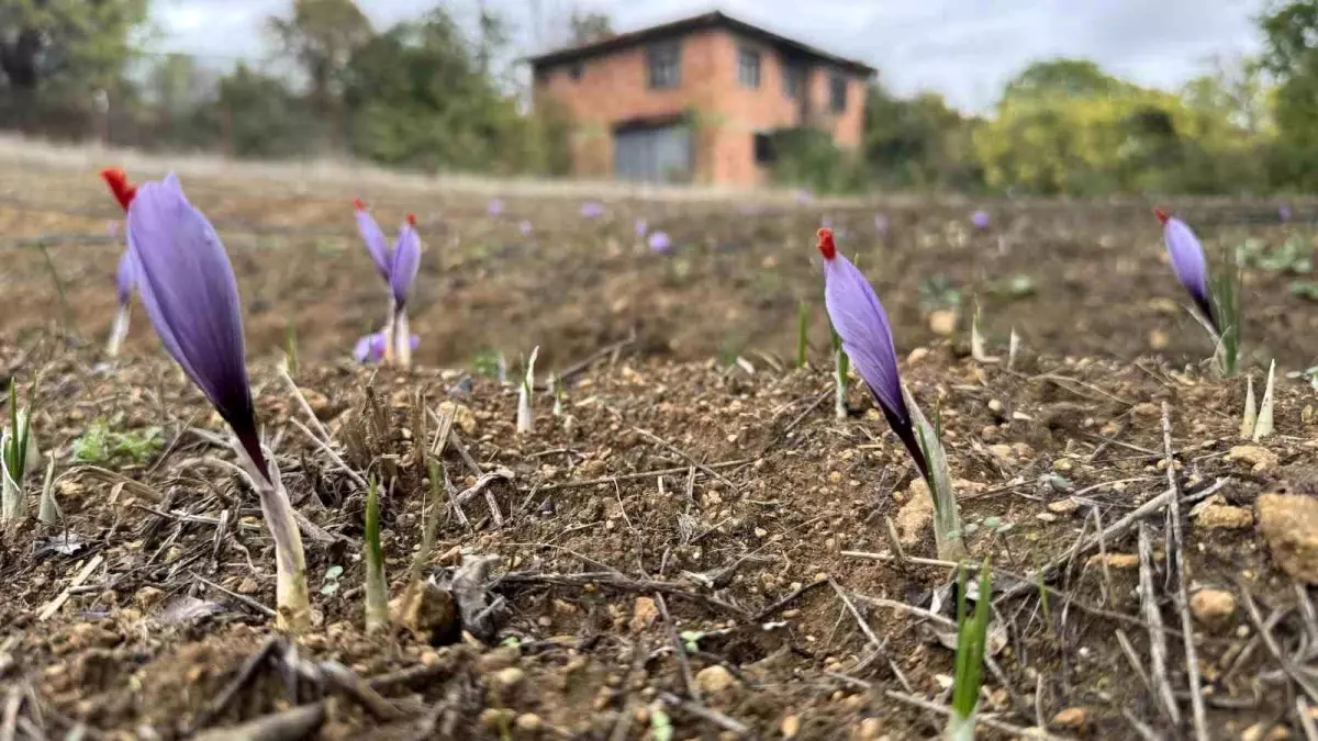 karabukte dunyanin en pahali baharati safran erken cicek acti QAYOjXO7.jpg