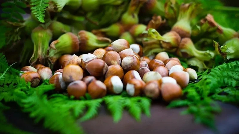 Giresun Fındığının Kısırlık Üzerindeki Etkisi Üzerine Yapılan Yeni Araştırma